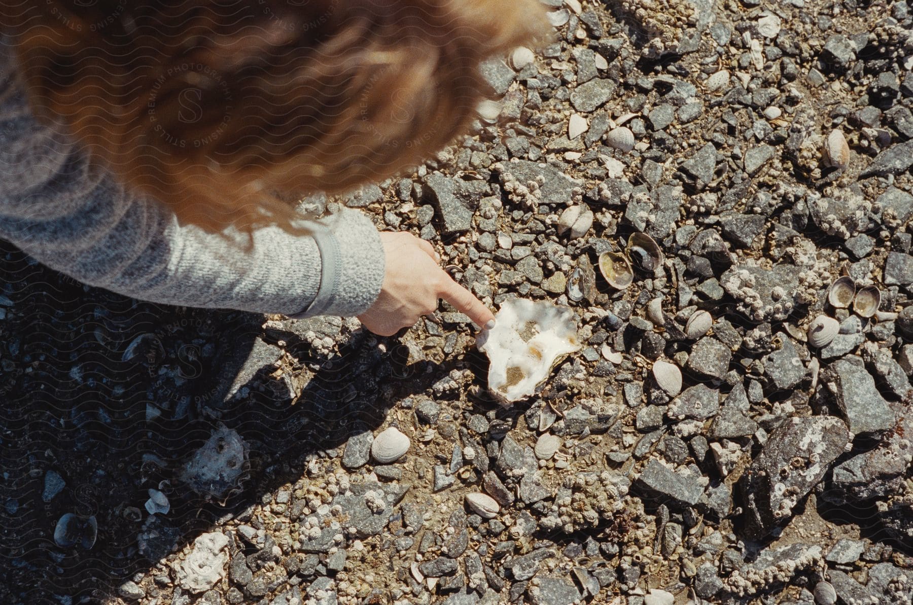 Woman wearing a gray coat and with brown hair points down at an oyster on the beach