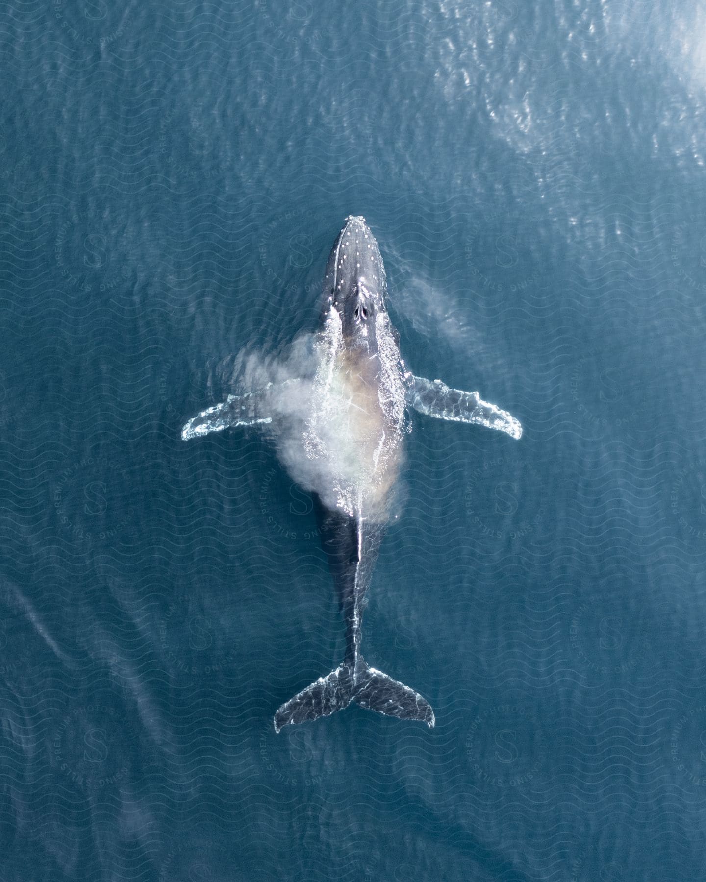 Aerial shot of a whale surfacing in the ocean