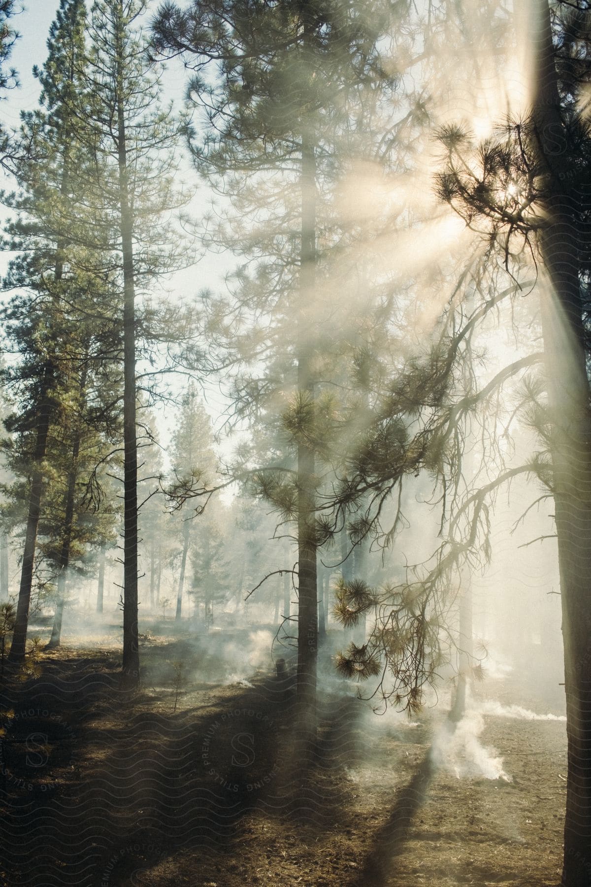 Sunlight shines on trees in a wooded landscape