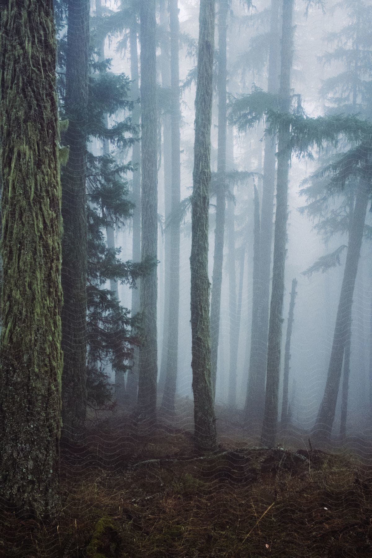 Several tall thin trees in a patch of forest with a foggy sky behind them