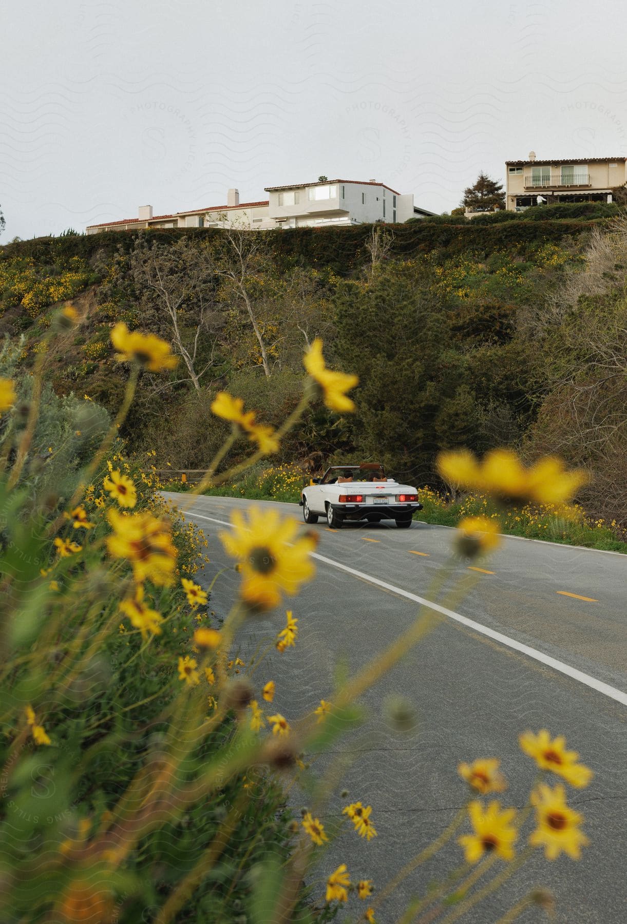 White convertible driving on a highway lined with sunflowers beside duplexes on a hill