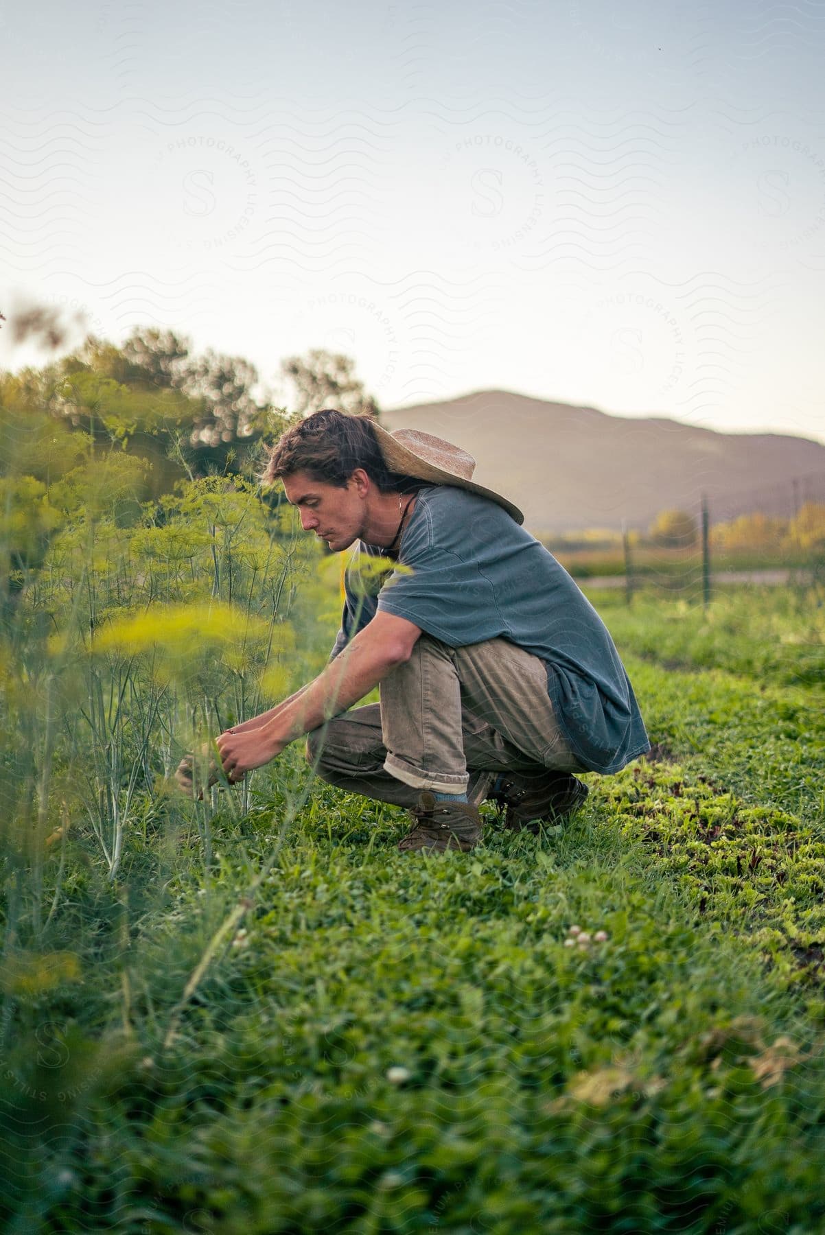 A man kneels to inspect plants in a field in montana