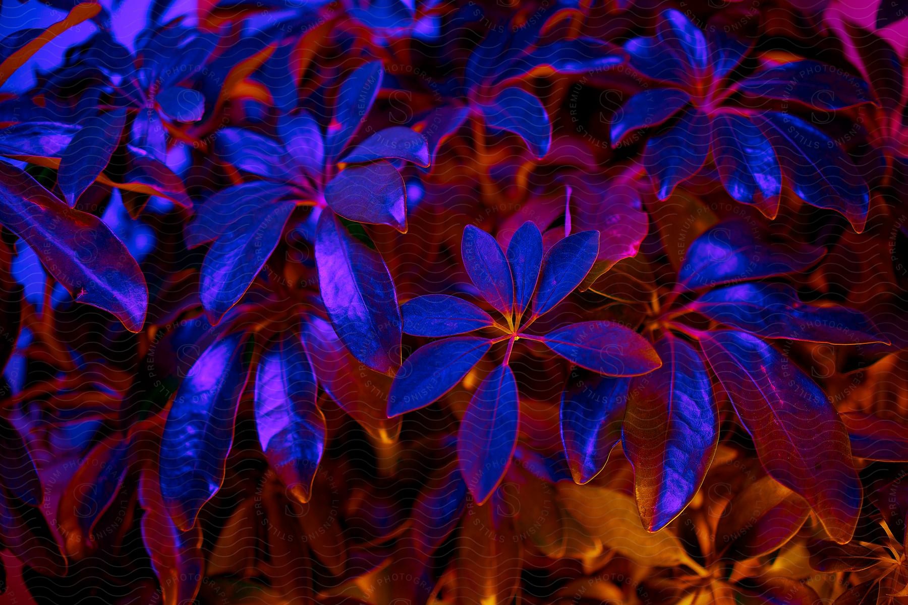 Close up of purple and violet plant leaves in a botanical garden