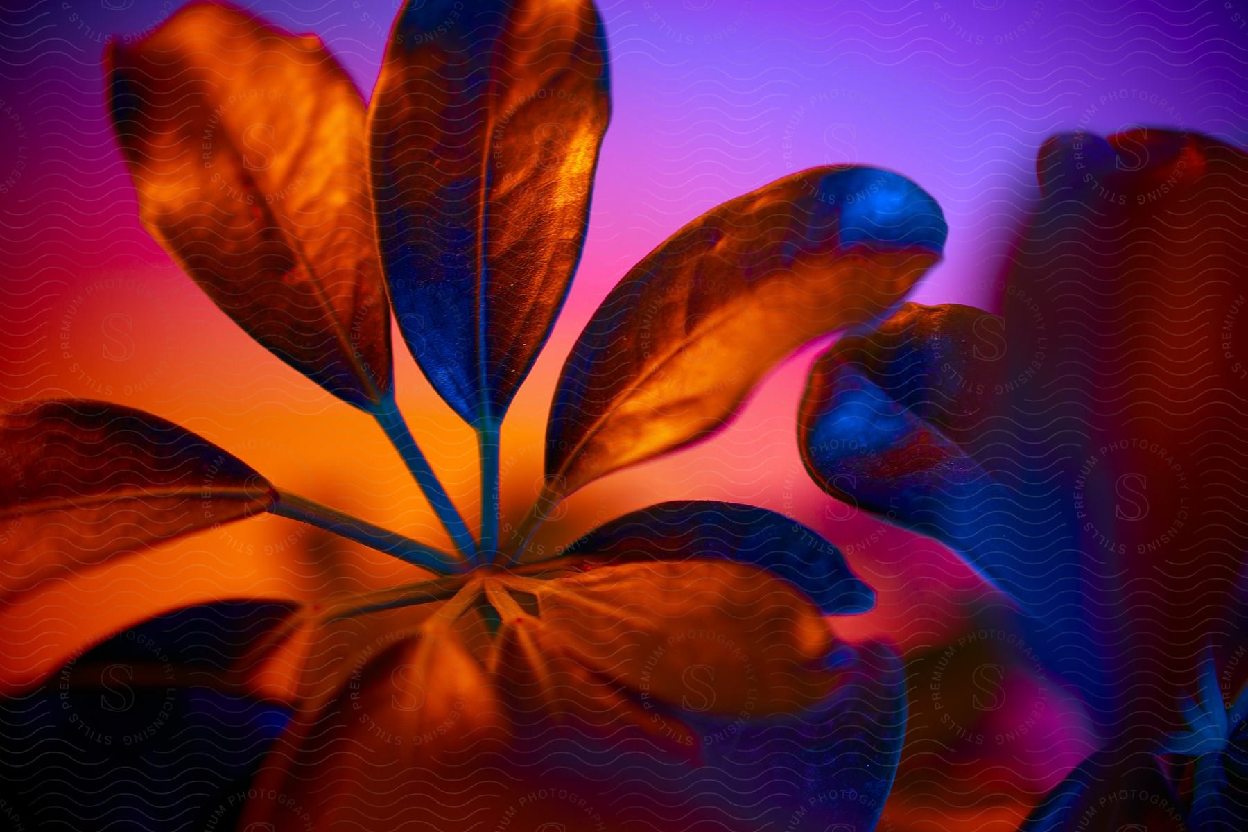 A digital art photograph of a flower illuminated by vibrant otherworldly lighting