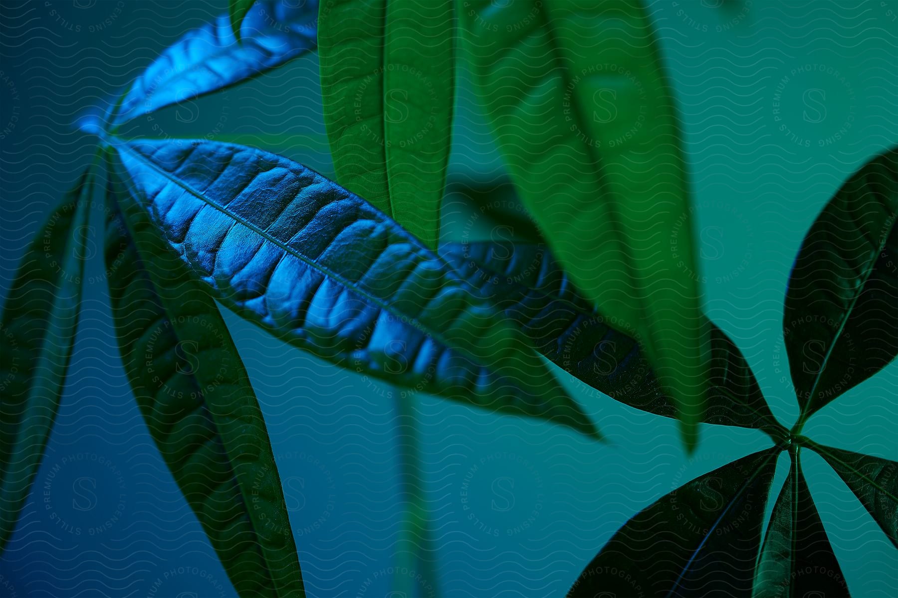 Plant illuminated by vibrant lighting in a dark environment