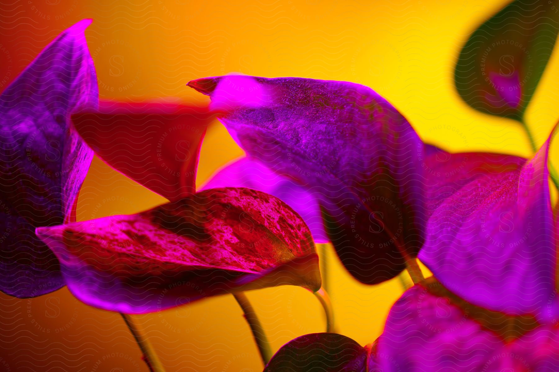 Purpleleaved plant against a yellow wall