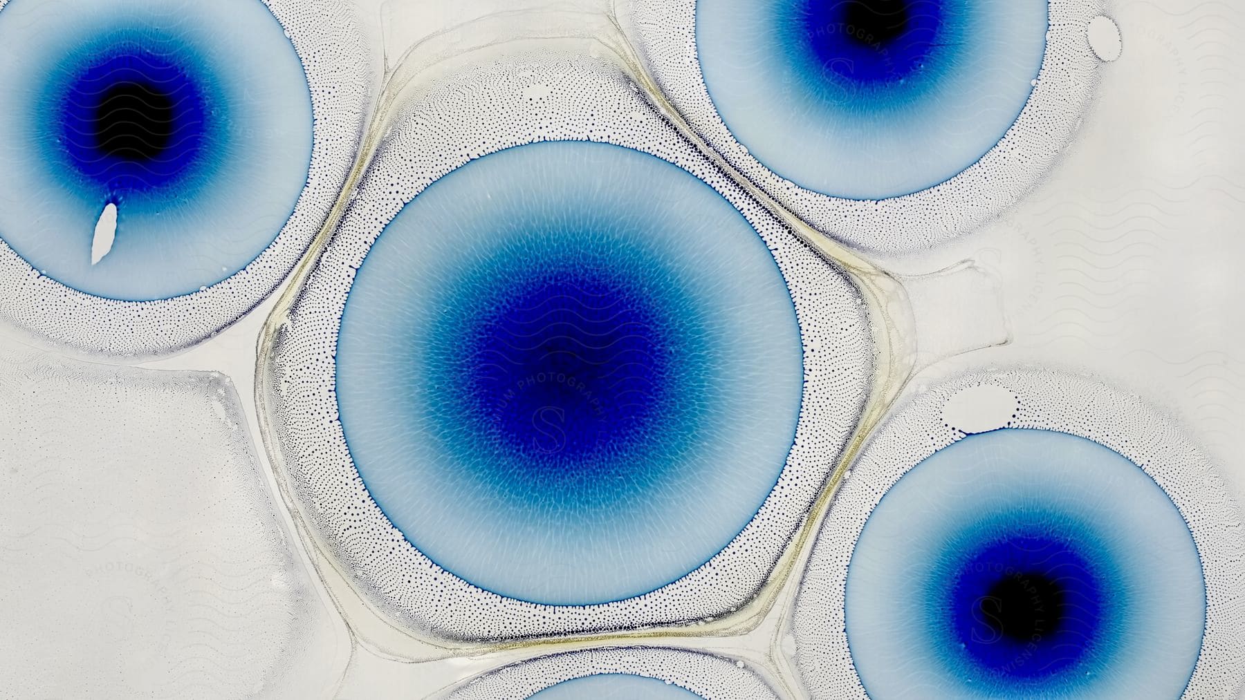 Microscopic transparent cells with a blue and black center