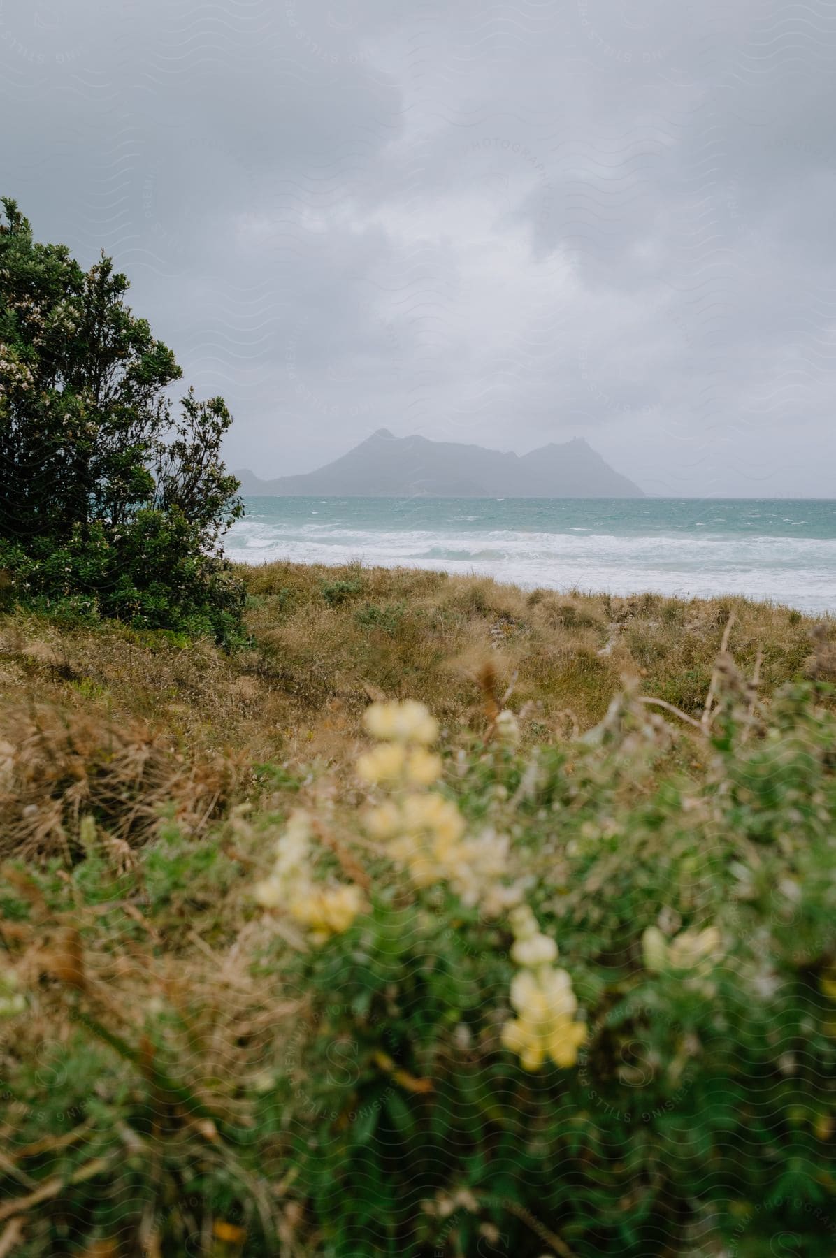 A grassy coastline stretches with a small tree to the left revealing a clear ocean view and a foggy mountain in the background under cloudy weather