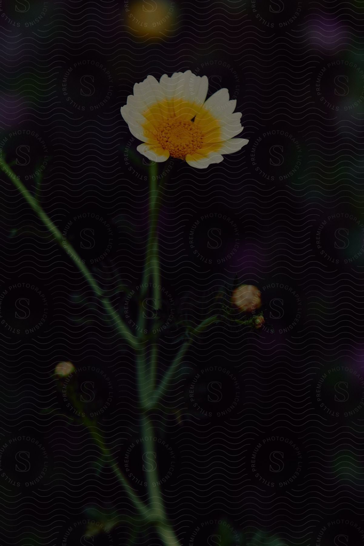 A daisy with petals and pollen