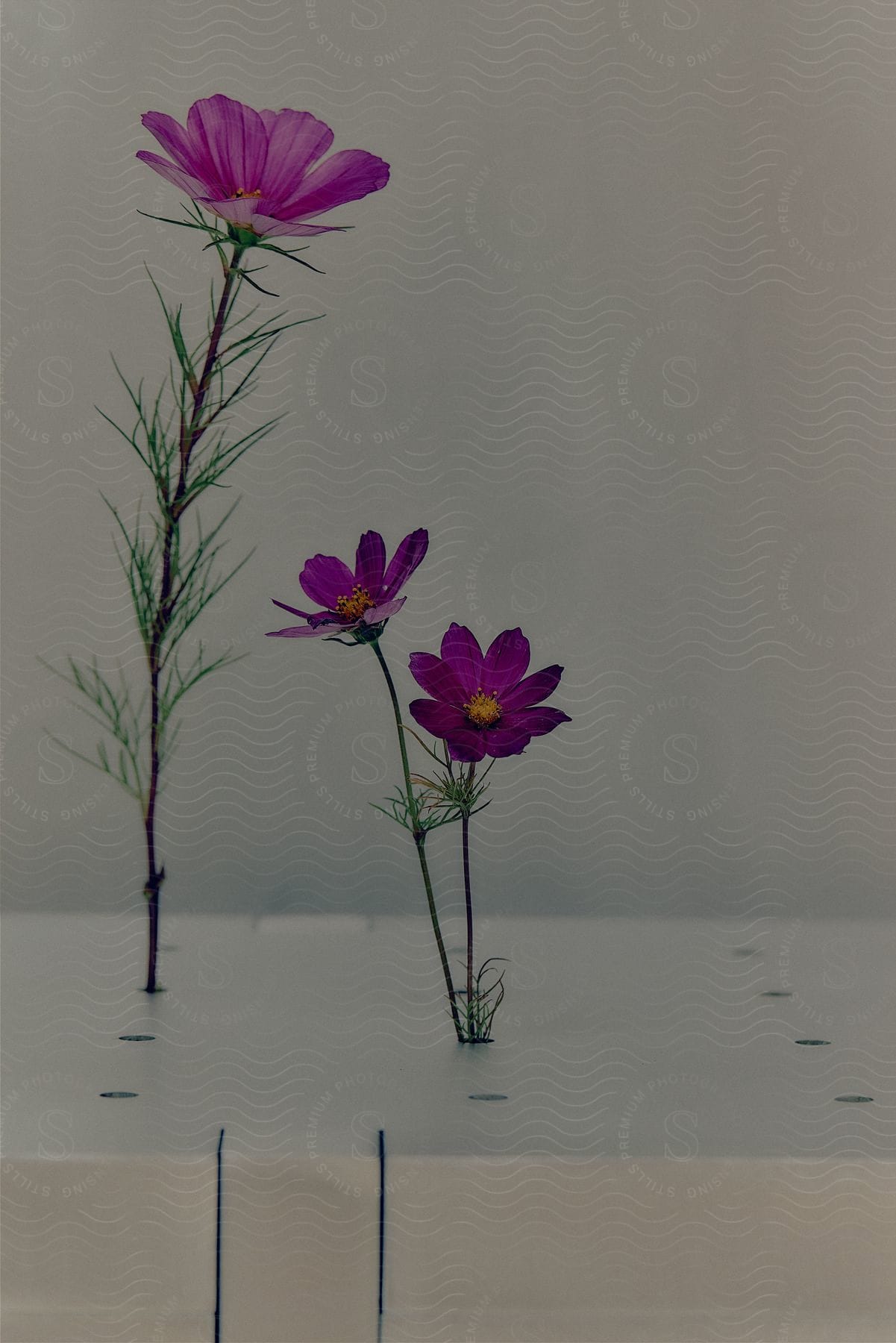 Purple flowers arranged on a stand