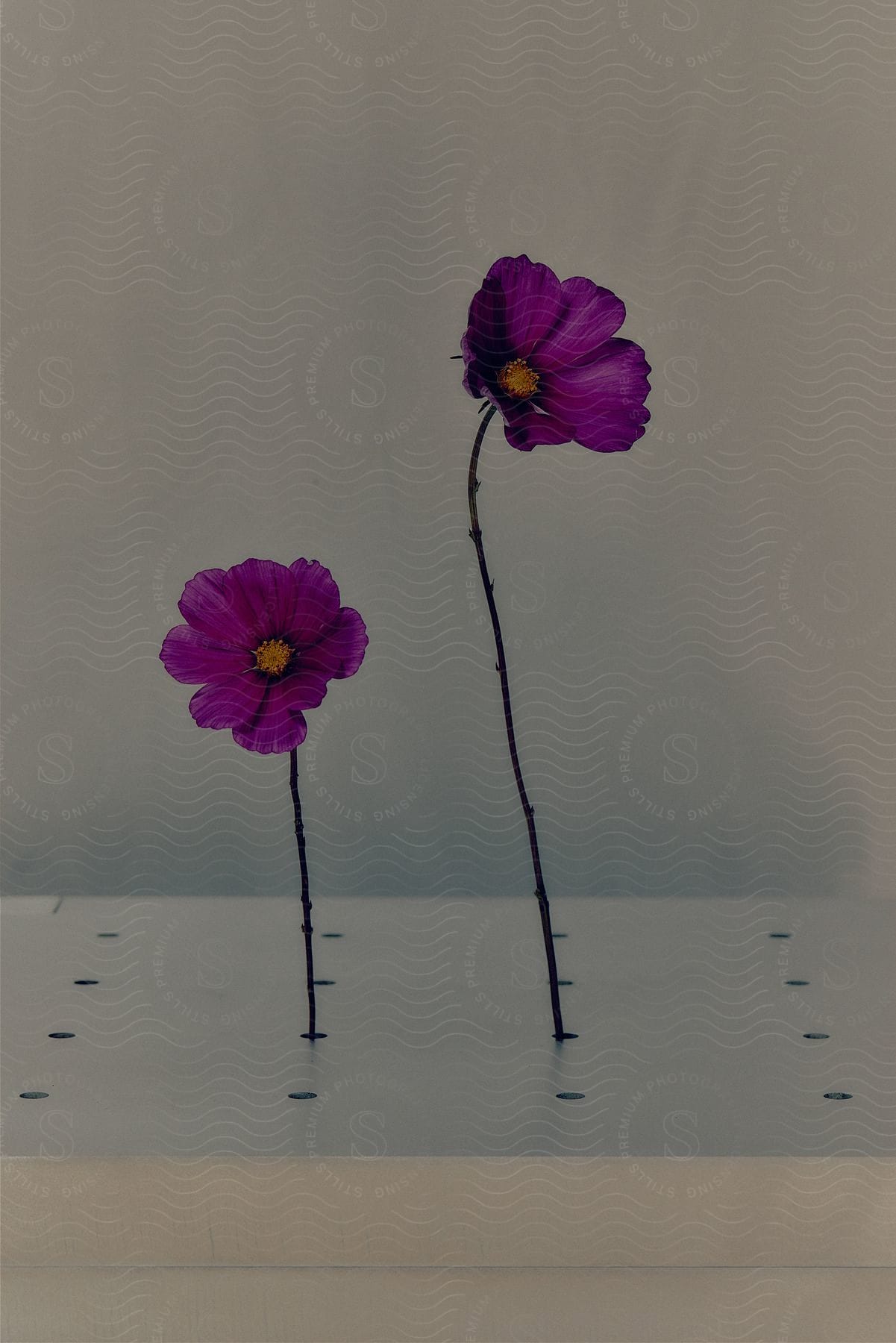 Closeup view of standing garden cosmos flowers