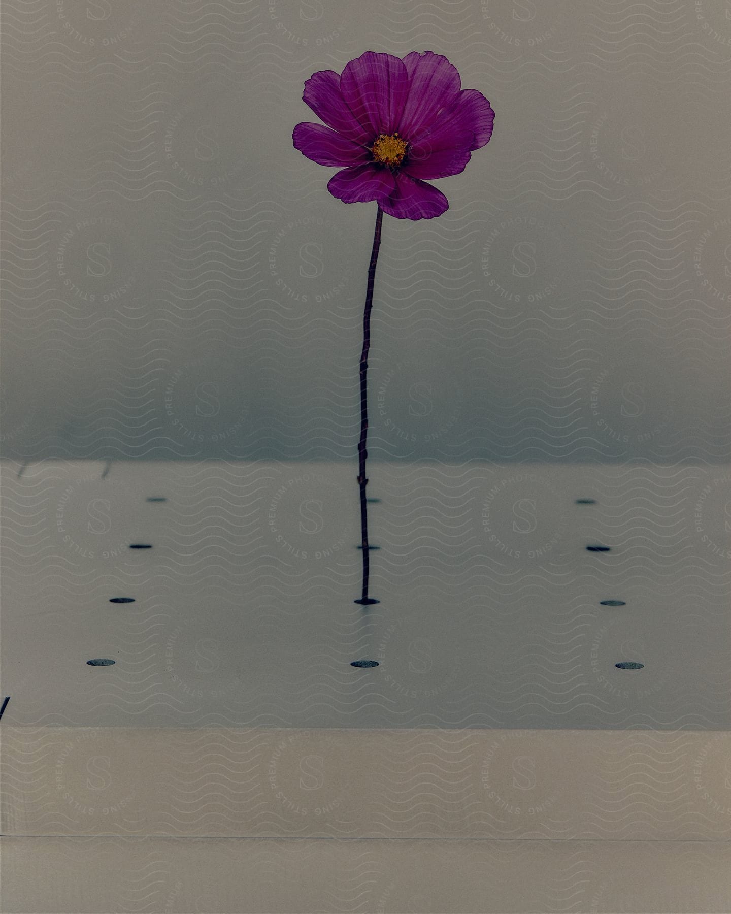 Purple daisy flower arranged on a white stand indoors