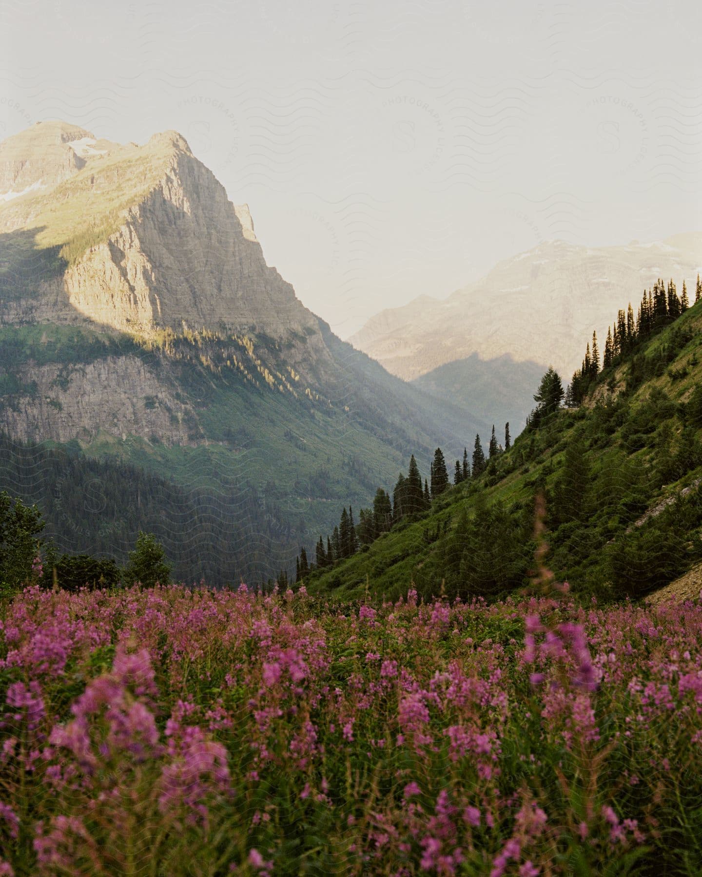 A mountain with a valley of pink poppy flowers