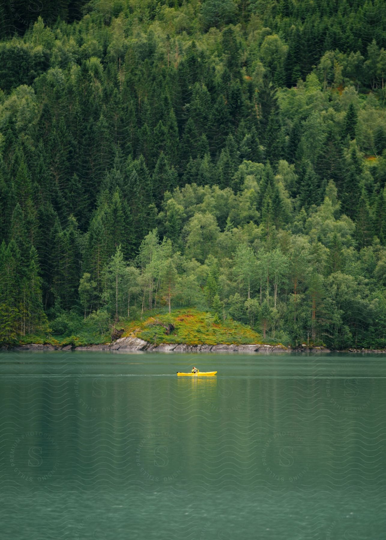 Person kayaking on a lake with dense fir forest on a hill behind them