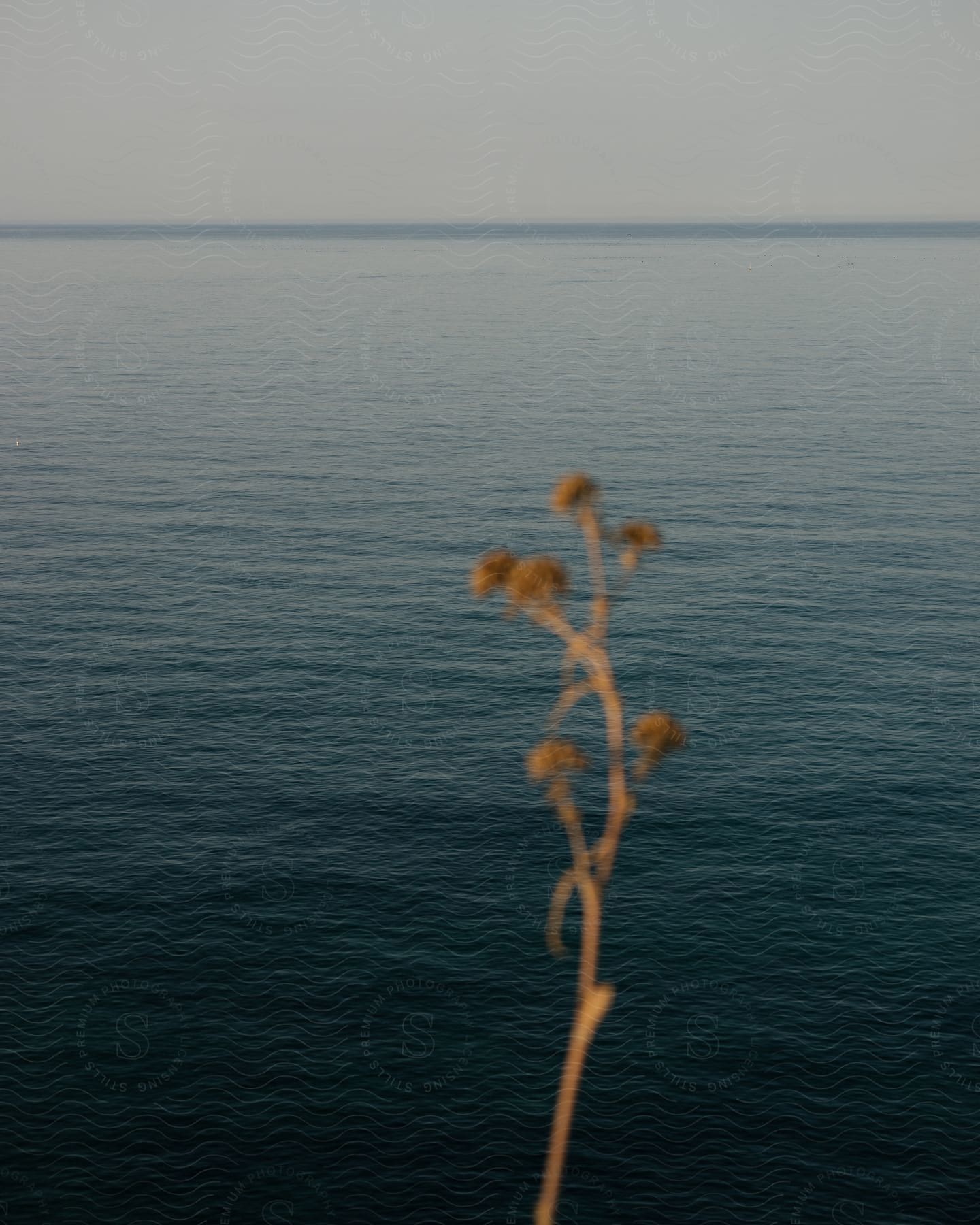 Blurry dry flowers in front of the ocean