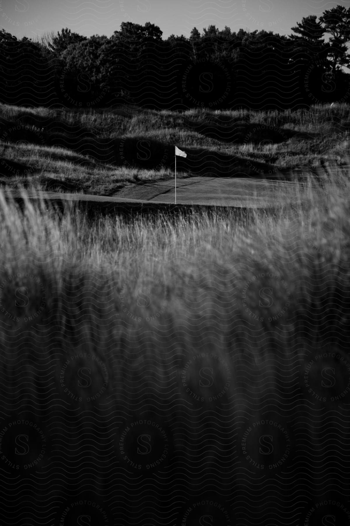 Black and white photo of a golf course with a forest in the background