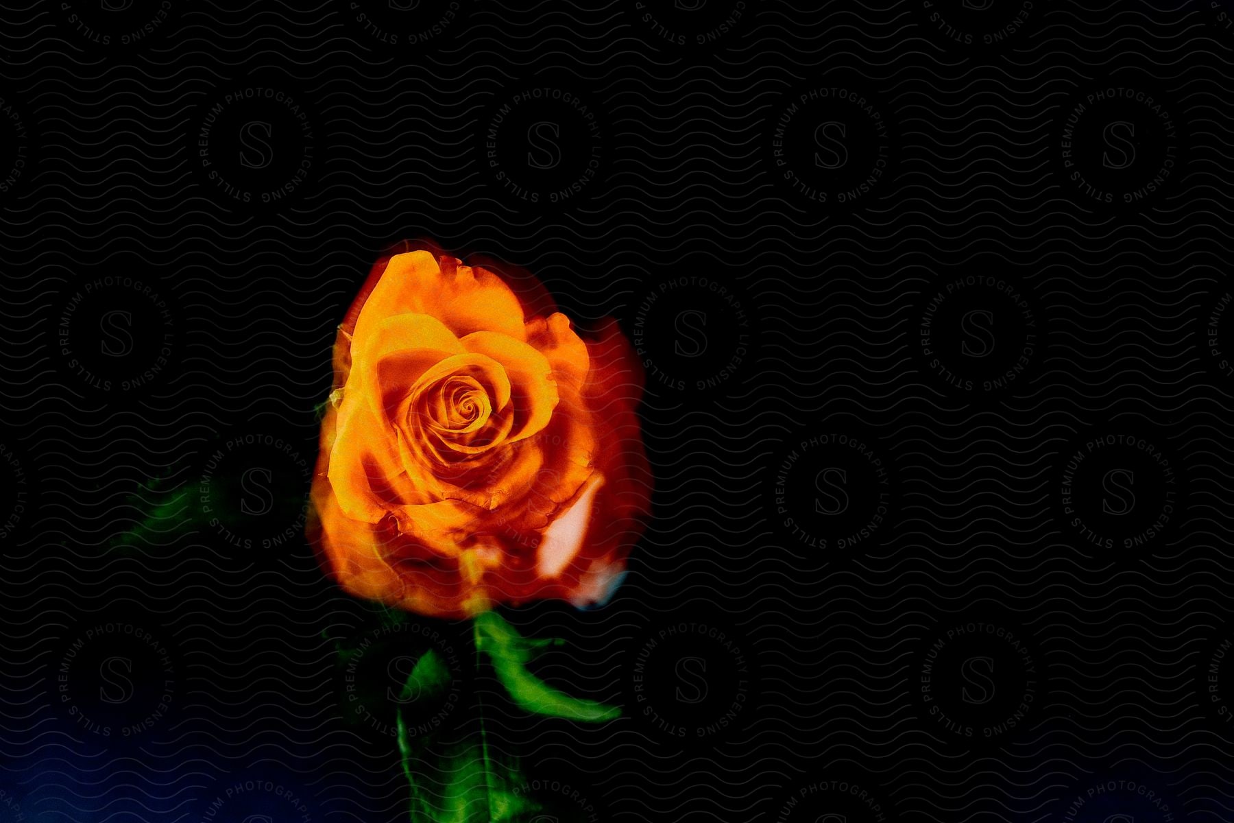 A dark photograph of a rose flower