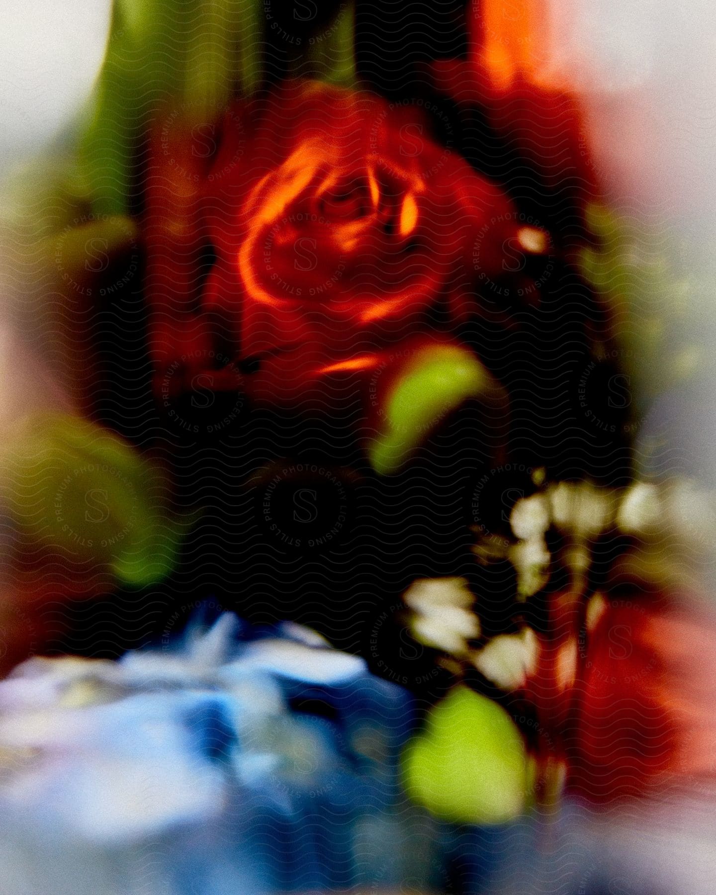 Several outoffocus flowers including a red rose are depicted in this image