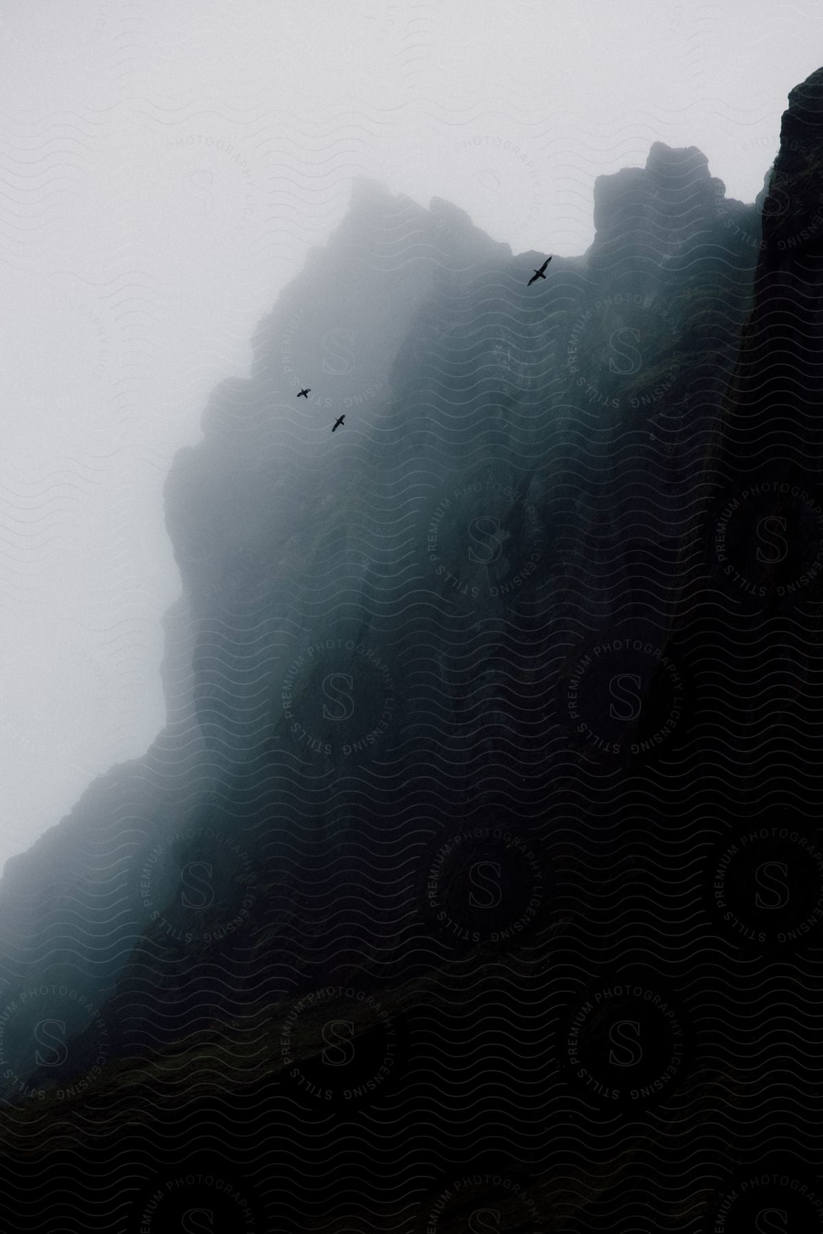 Stock photo of bird soaring over foggy mountains in icelands wilderness