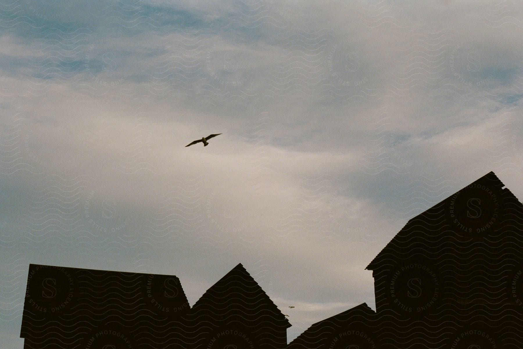 Bird gliding through cloudy sky over silhouettes of houses