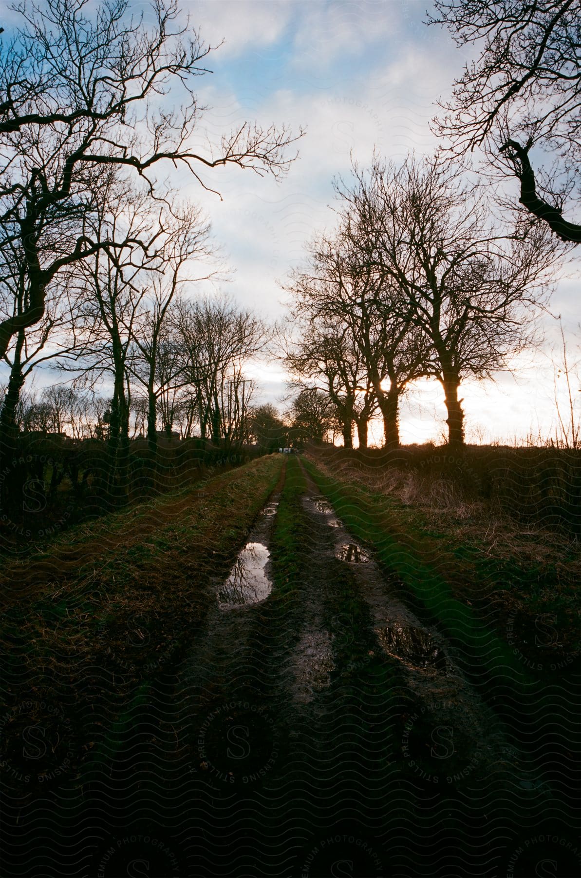 Rural road with water puddles in tire tracks lined with bare trees as sunlight shines through clouds