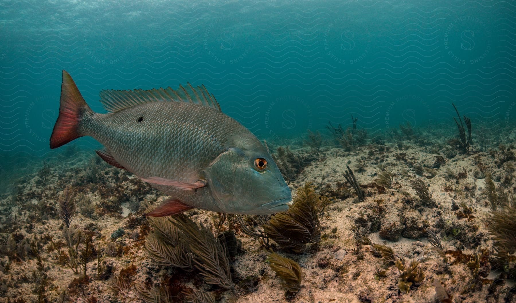 A fish swims at the bottom of the ocean