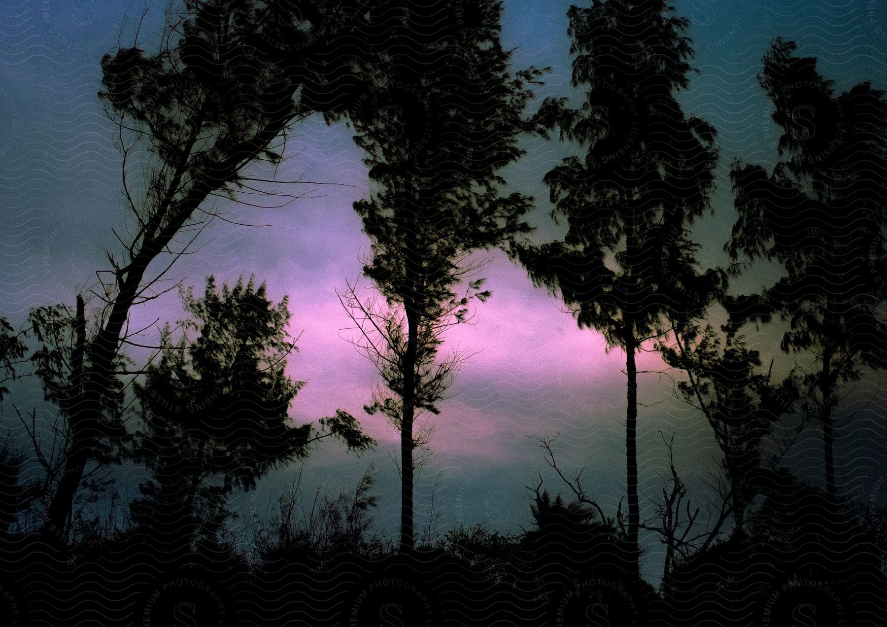 A Purple Dusk Sky Behind A Series Of Silhouetted Trees