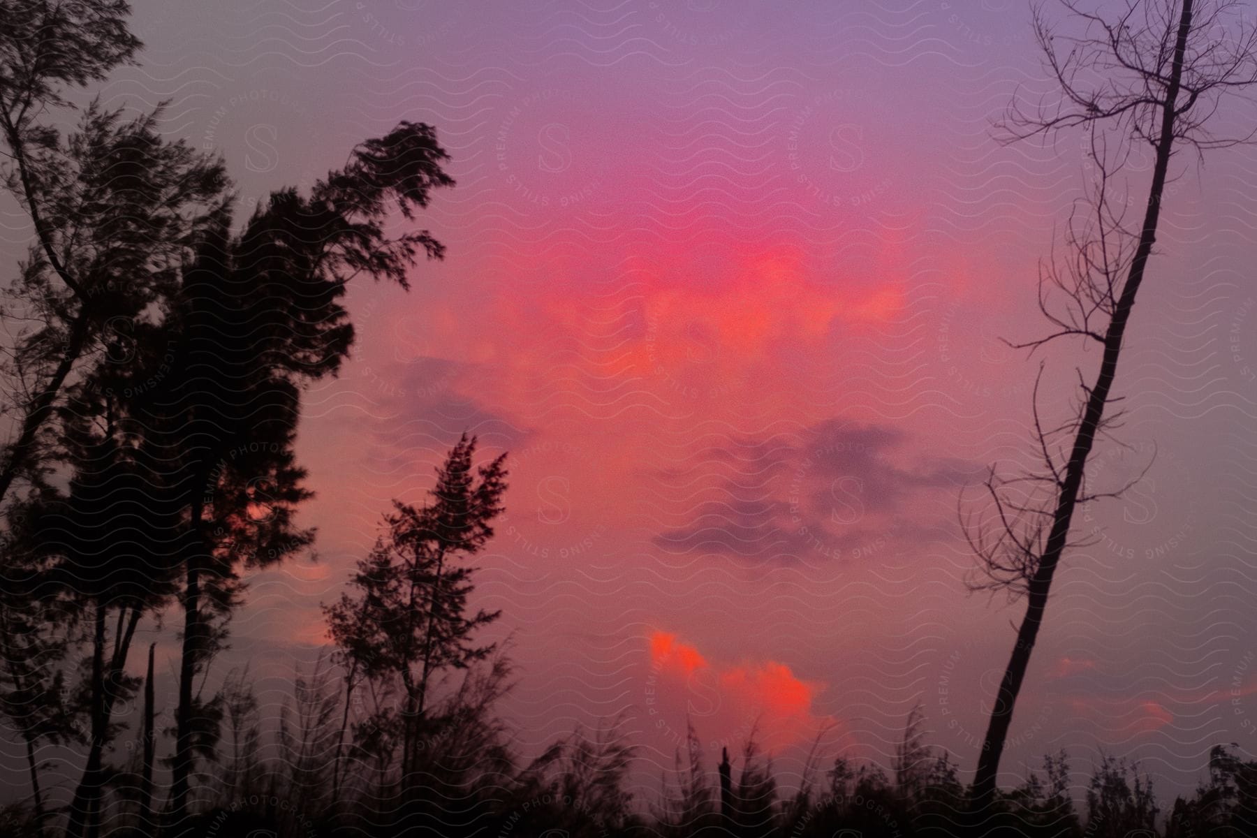 Dark forest dimlit by red skylight in an exterior location during dusk or dawn showcasing a natural landscape with silhouetted trees against a cloudy atmosphere