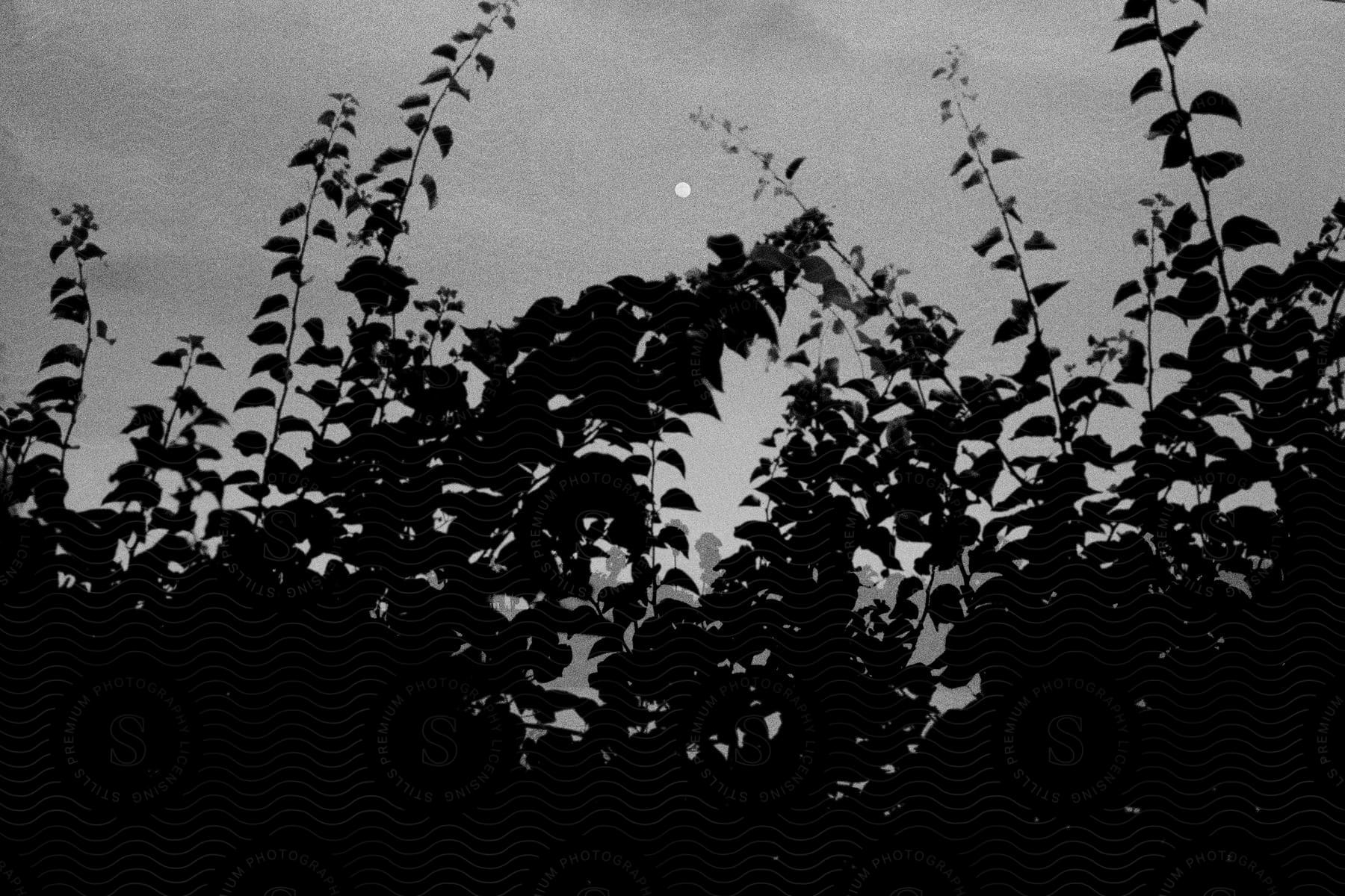 Moon in the night sky surrounded by leafy plants on the ground