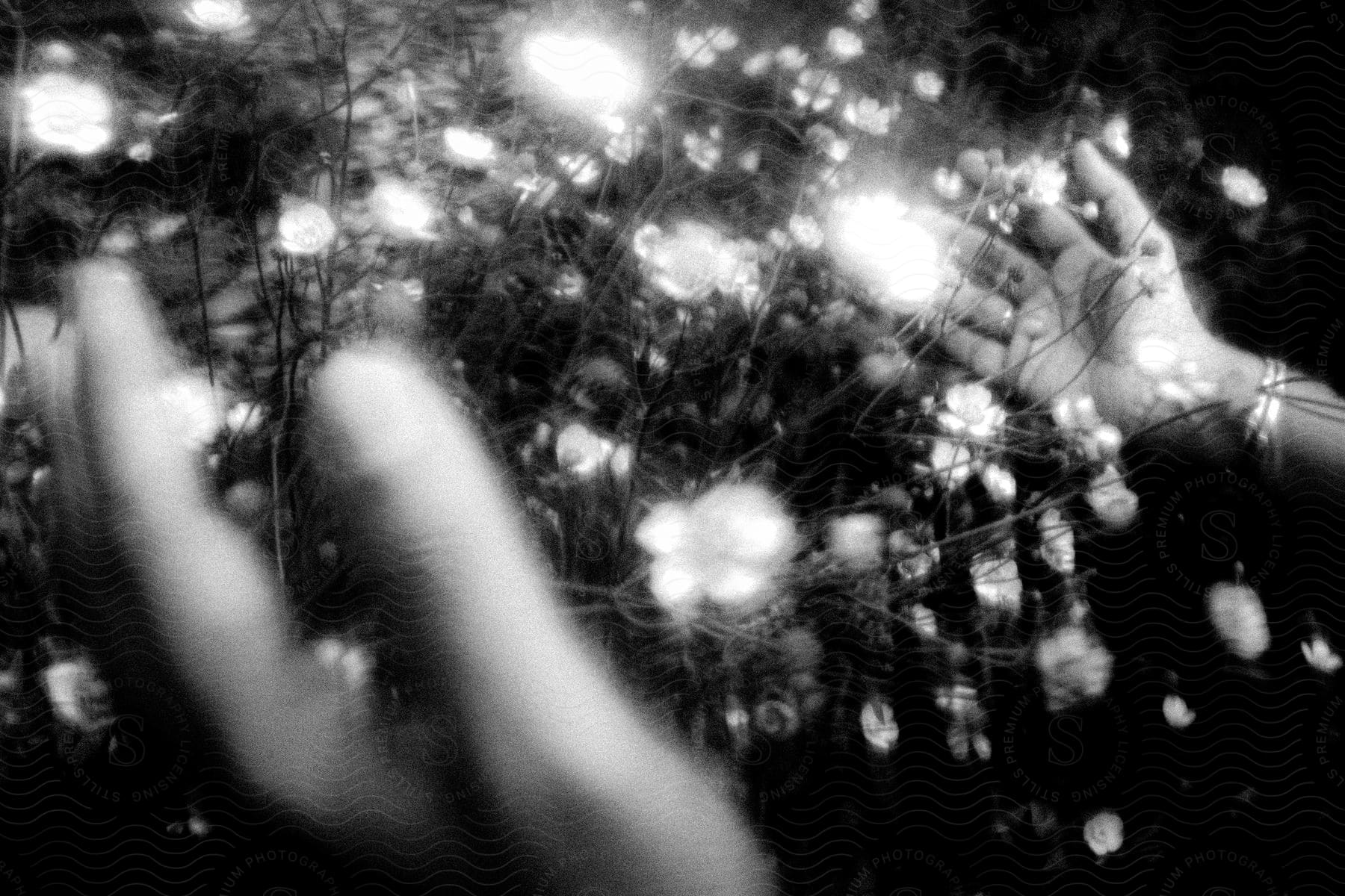 Hands placed beside small flowers growing in grass