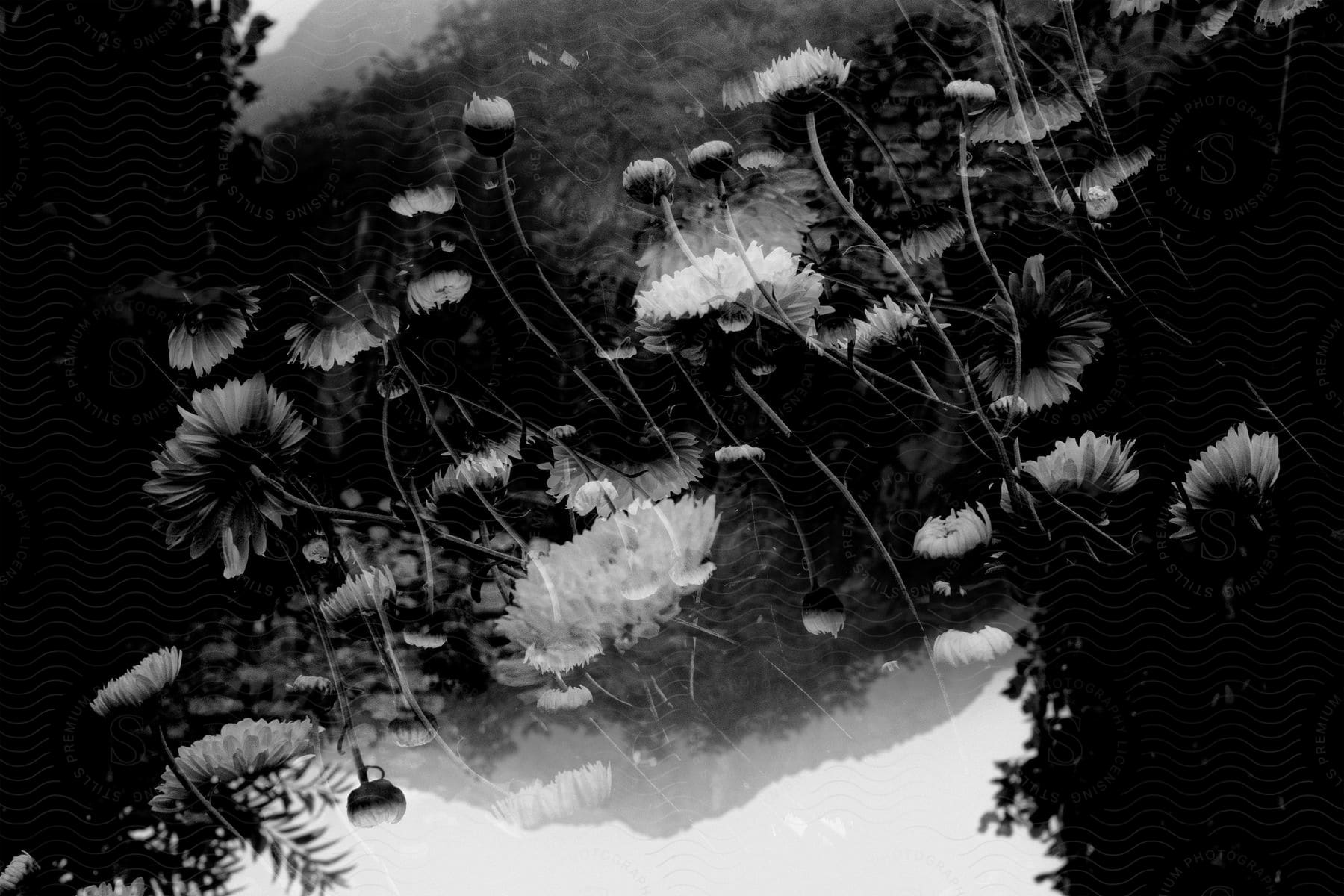 A black and white photo of flowers in front of a distant mountain reflection