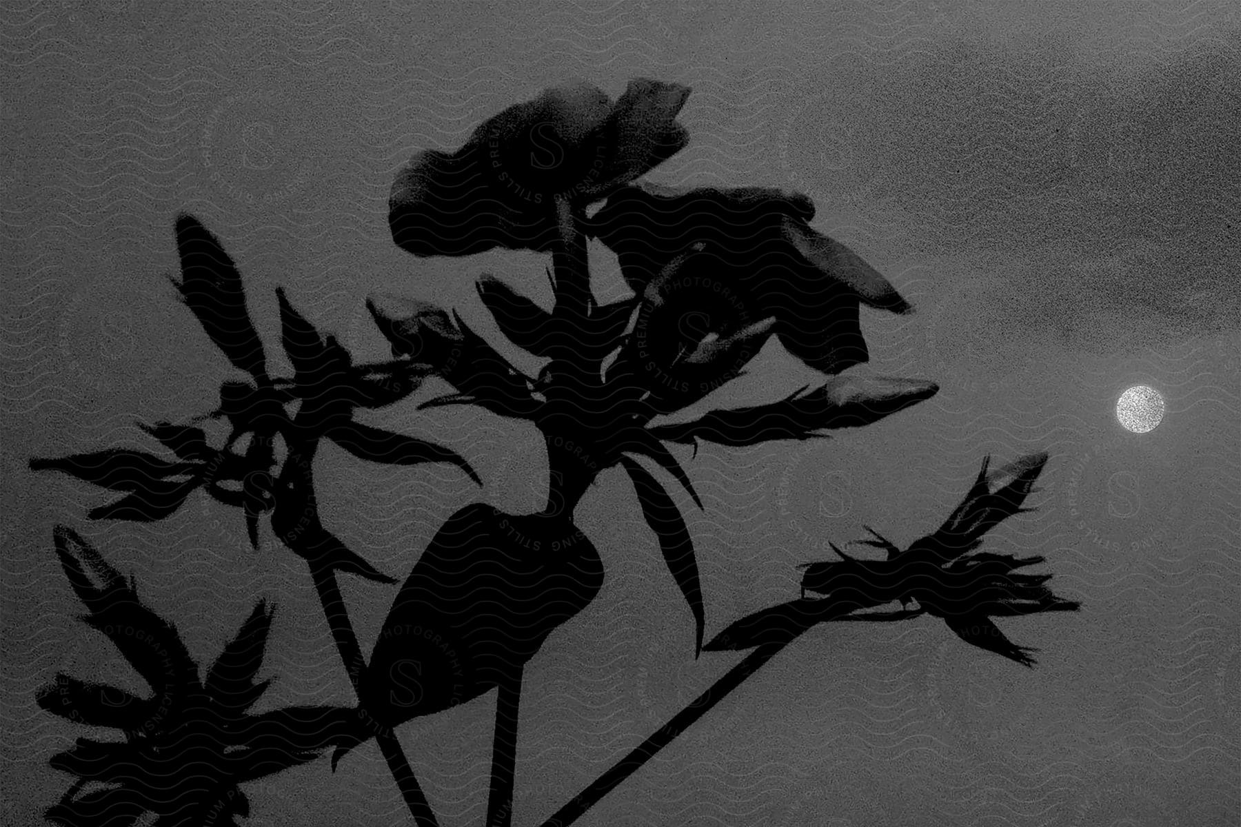 Blackandwhite close up of flowers silhouetted against a cloudy night sky with a full moon