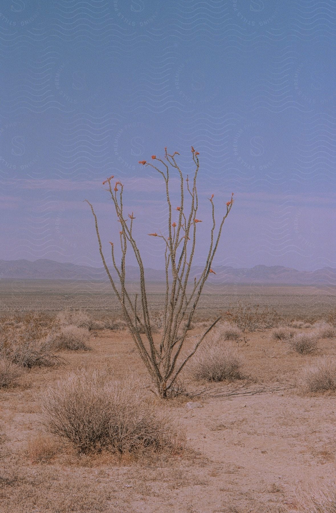 Desert landscape with a lone plant hills and sky in the background