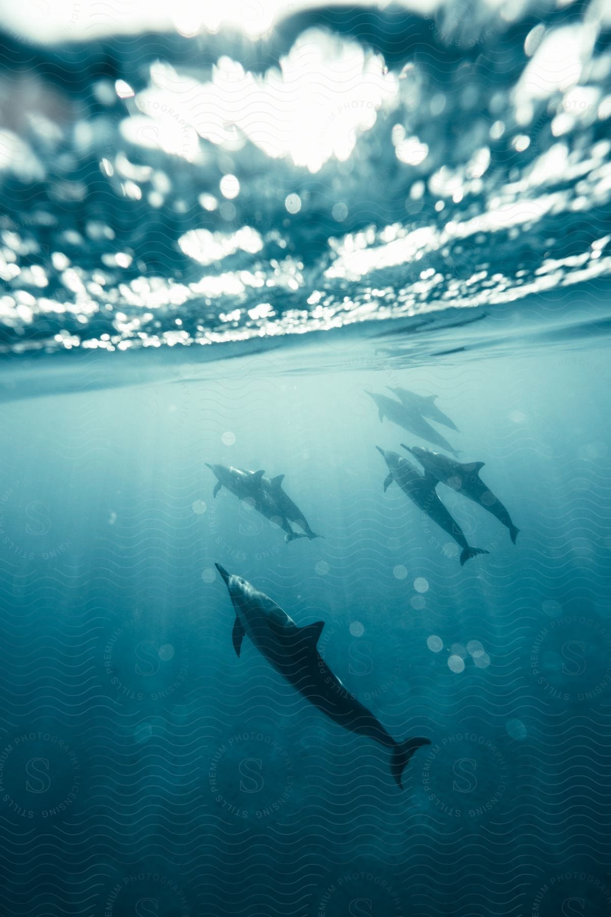 Dolphins swimming near the surface of the ocean