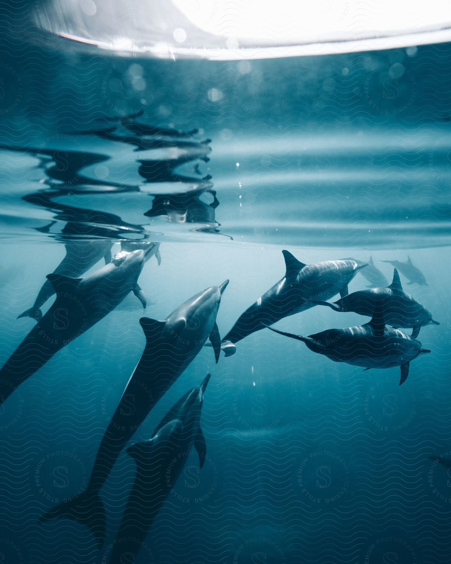 A Pod Of Dolphins Swimming In The Ocean