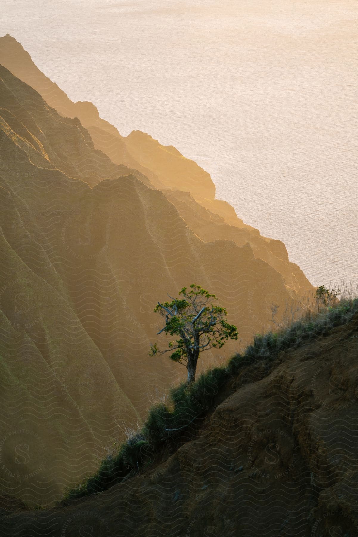 A tree growing among bushes on a rocky coastal cliff