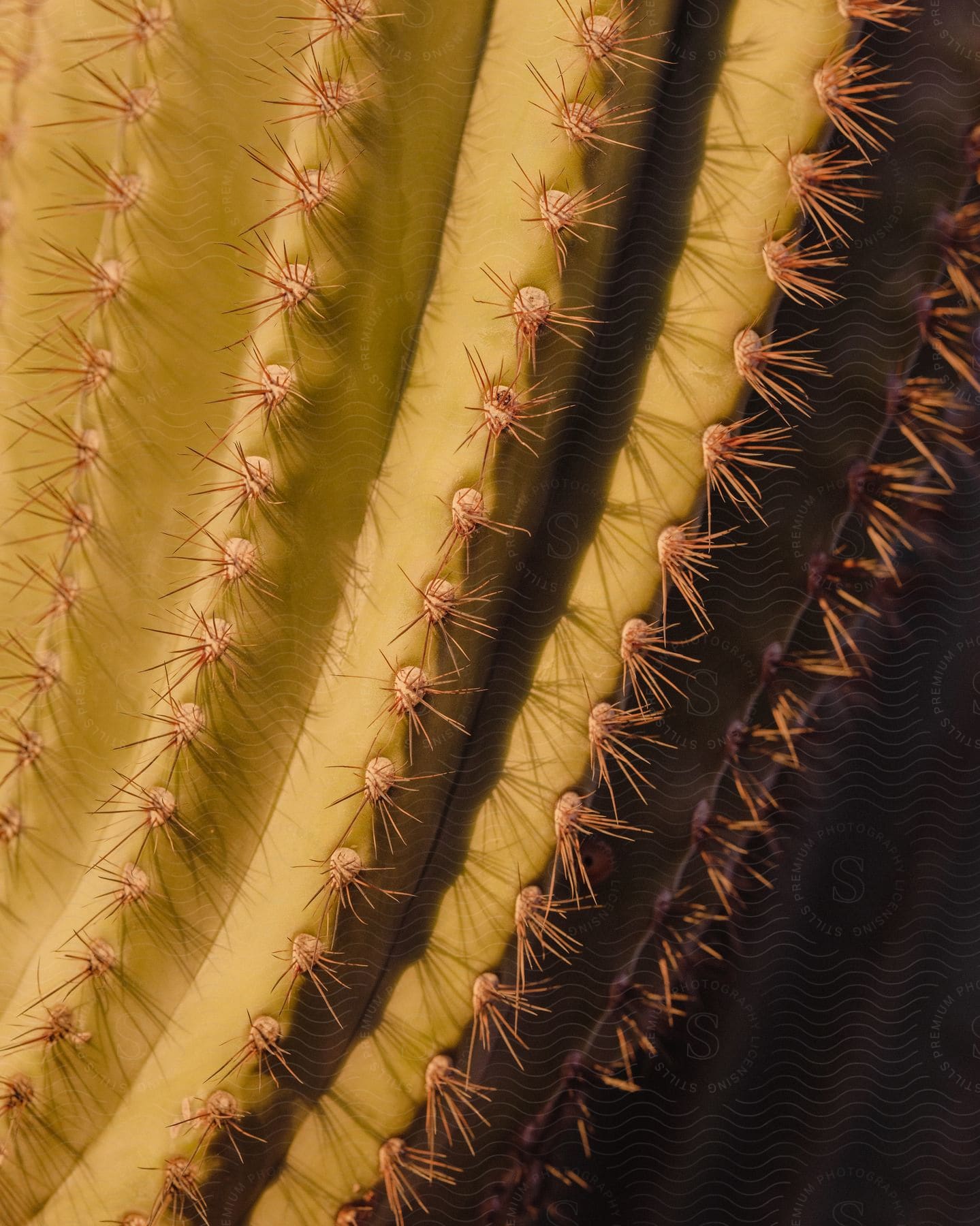 The thorns of a spiky cactus ready to spike anything that comes near it