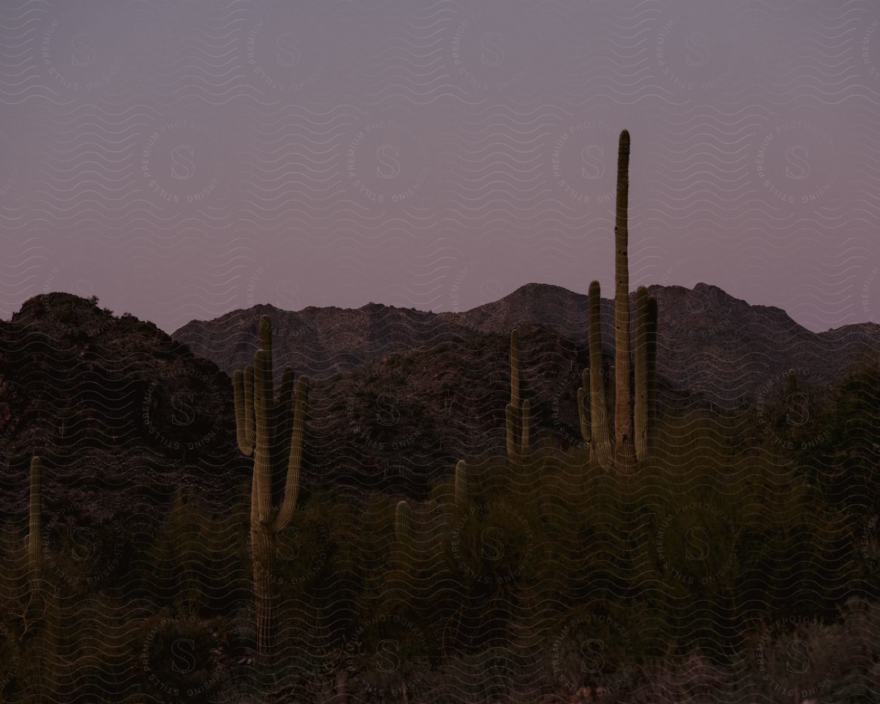 Desert landscape with setting sun on the horizon