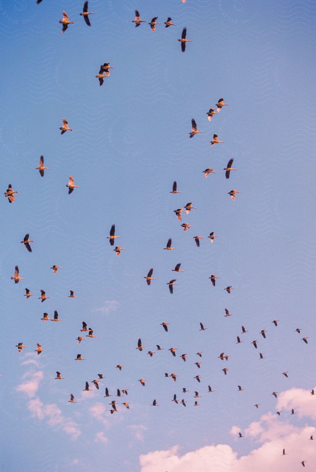 A flock of birds flying across the cloudy sky