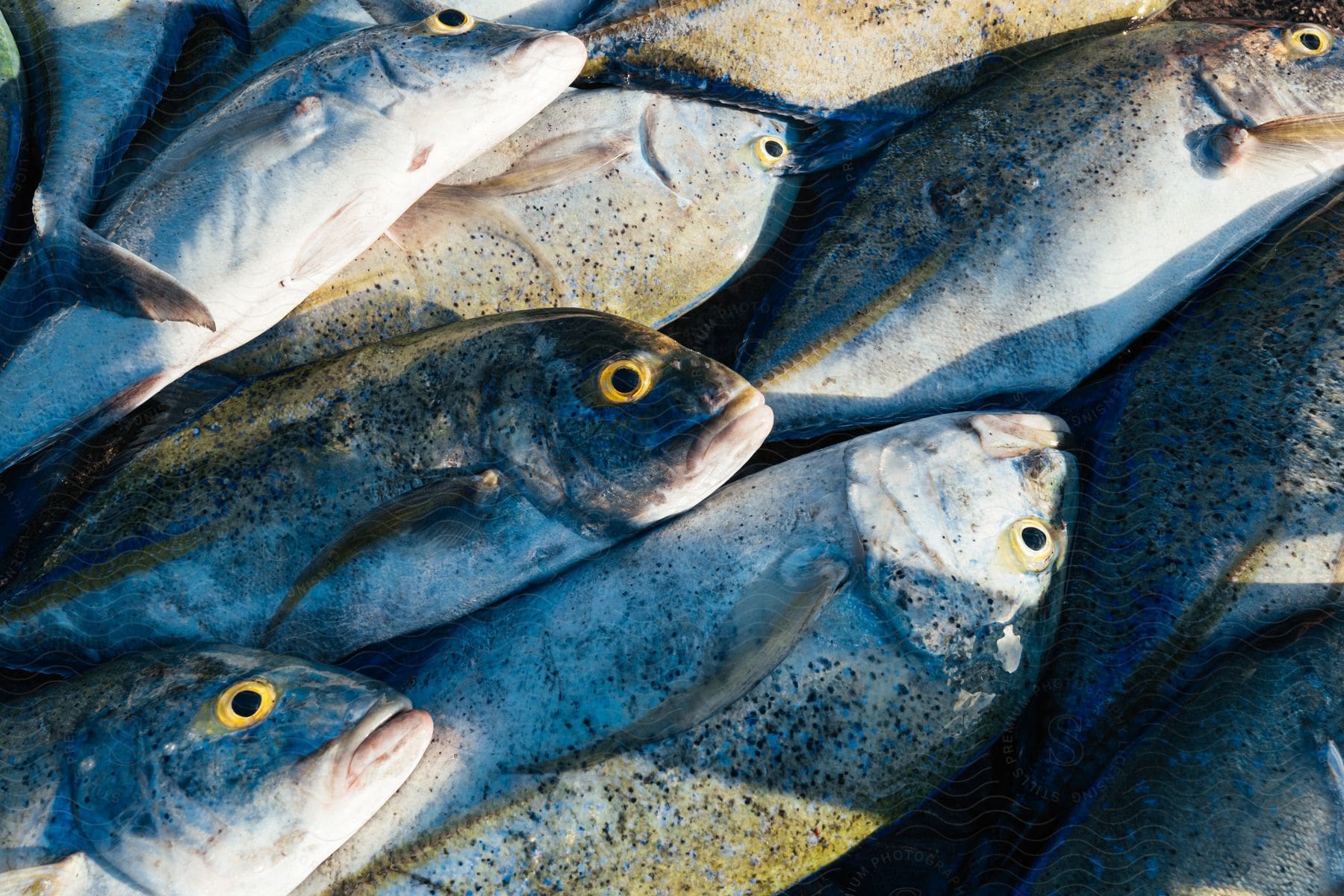 Dead fishes piled up outdoors in low key lighting