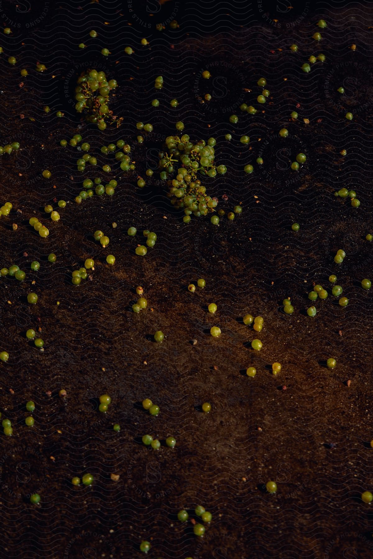 A vineyard with grapevines growing alongside a road