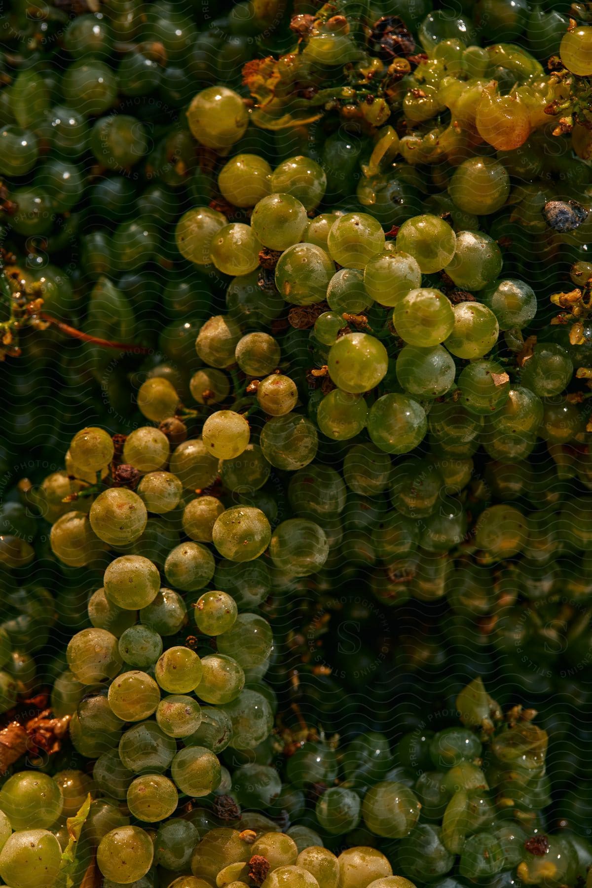 A cluster of seedless grapes on a woody plant in a wine country