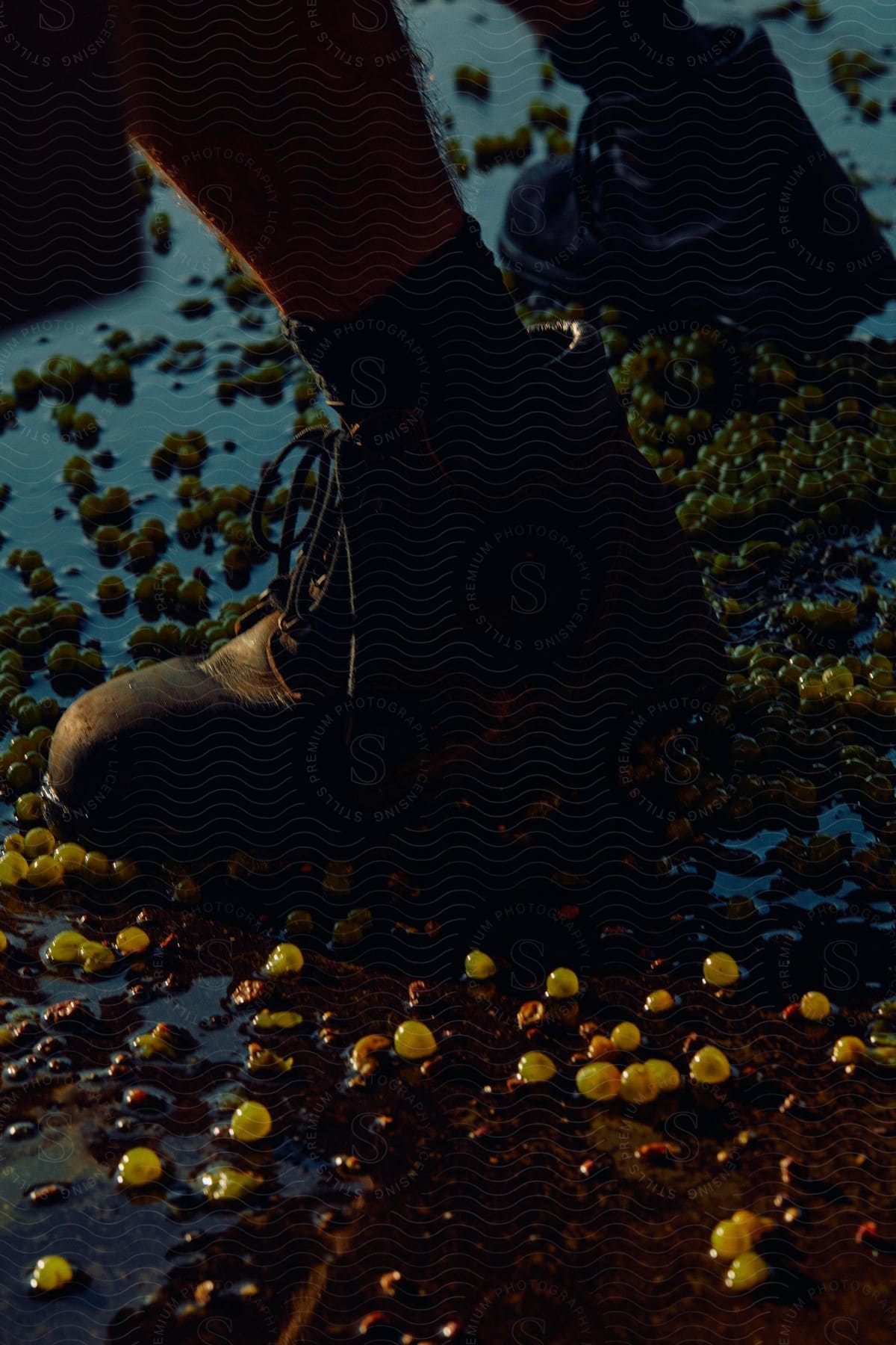 Person wearing boots walking on soiled ground surrounded by fruits in an outdoor setting