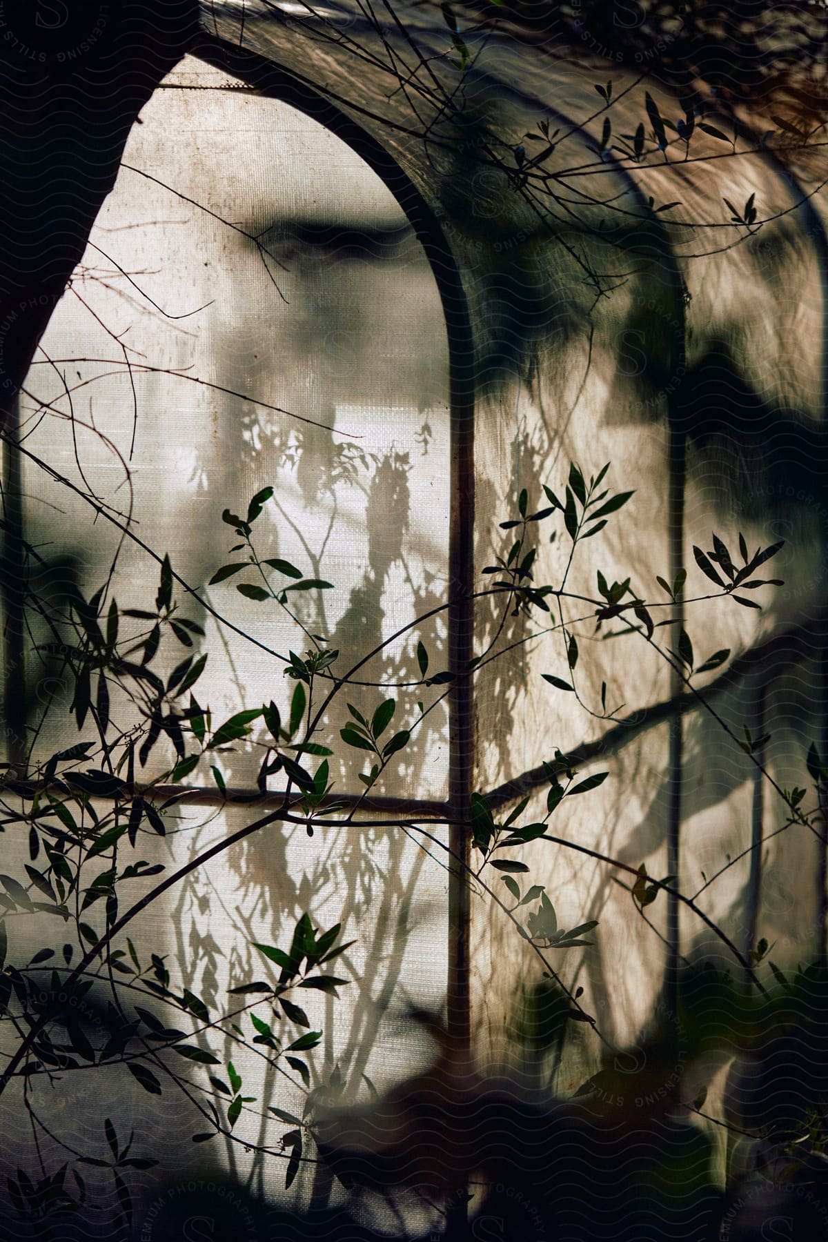 Shadow of plants reflect on the walls of a greenhouse in an overgrown garden