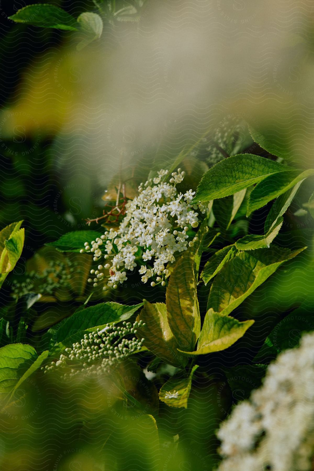 Stock photo of a green herbal plant with flowers and leaves