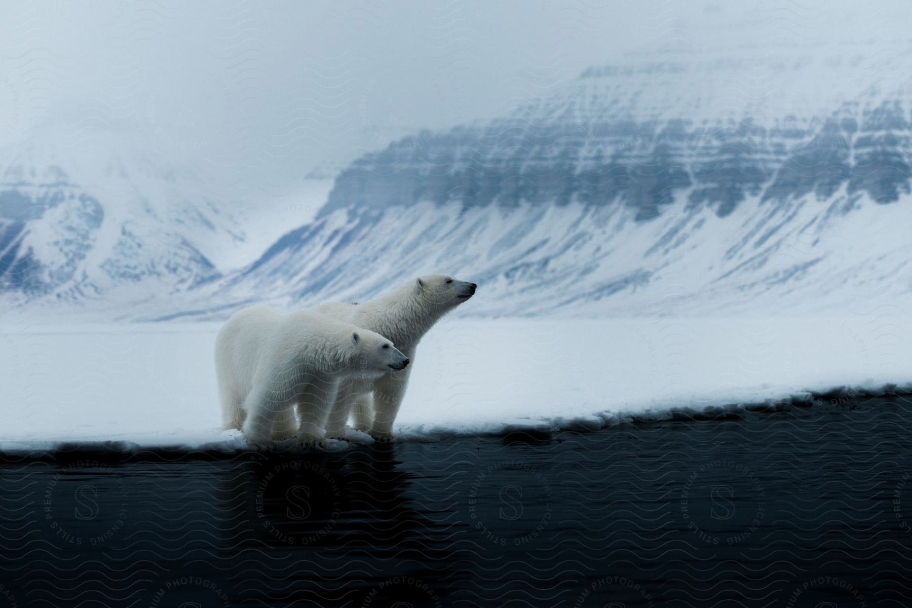 Two Polar Bears Standing On Ice Next To Water