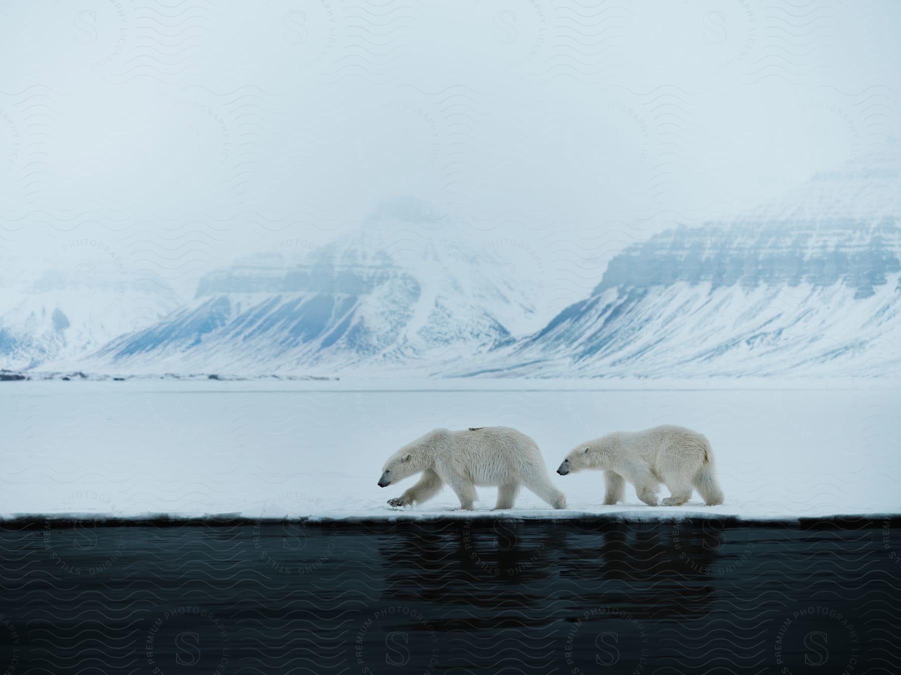 Two polar bears walking on snowcovered ice beside a thawed ocean in the arctic during daylight