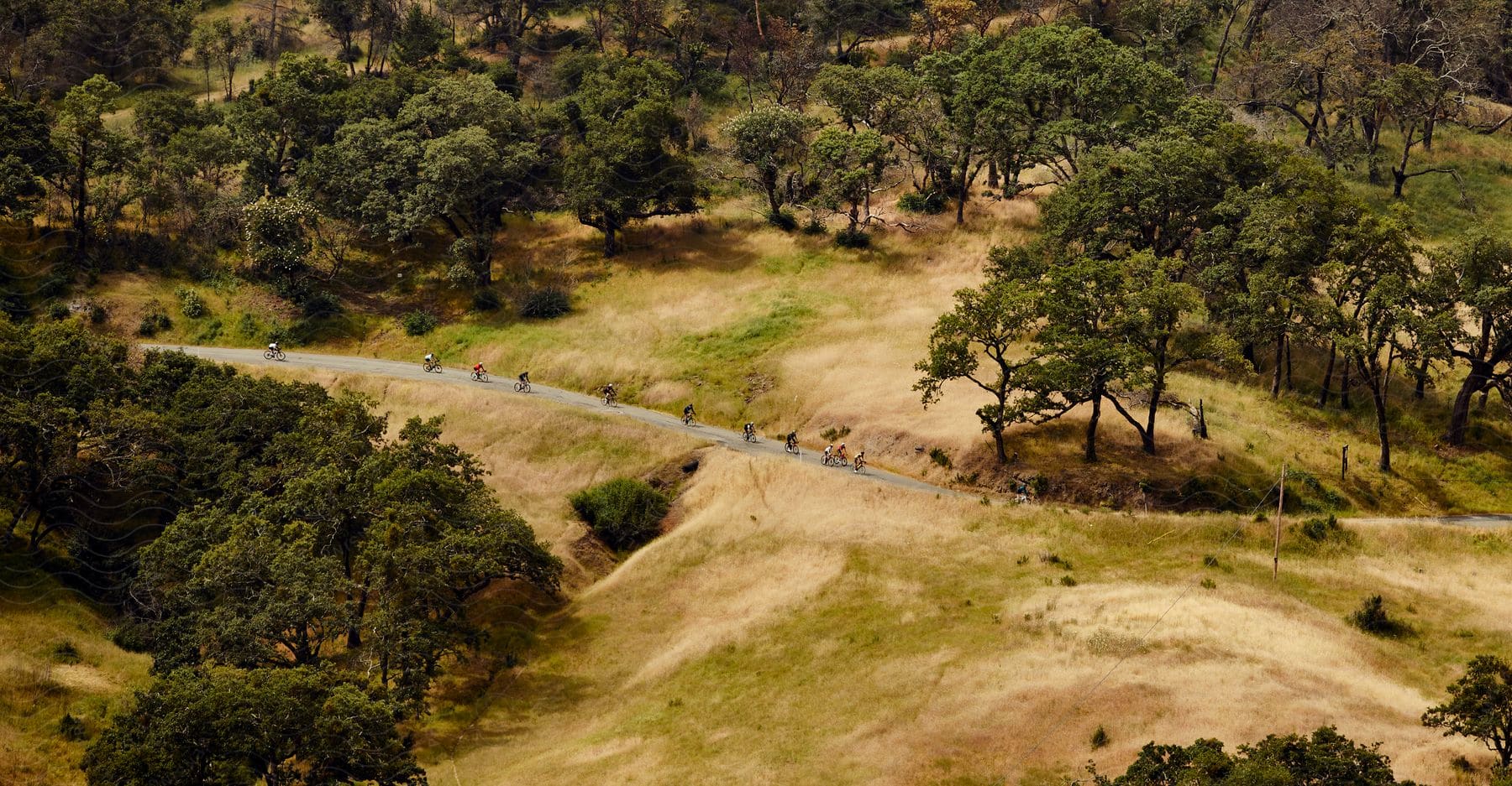 A determined crowd of people on bicycles compete in an adventurous road race through a natural landscape with trees grass and hills