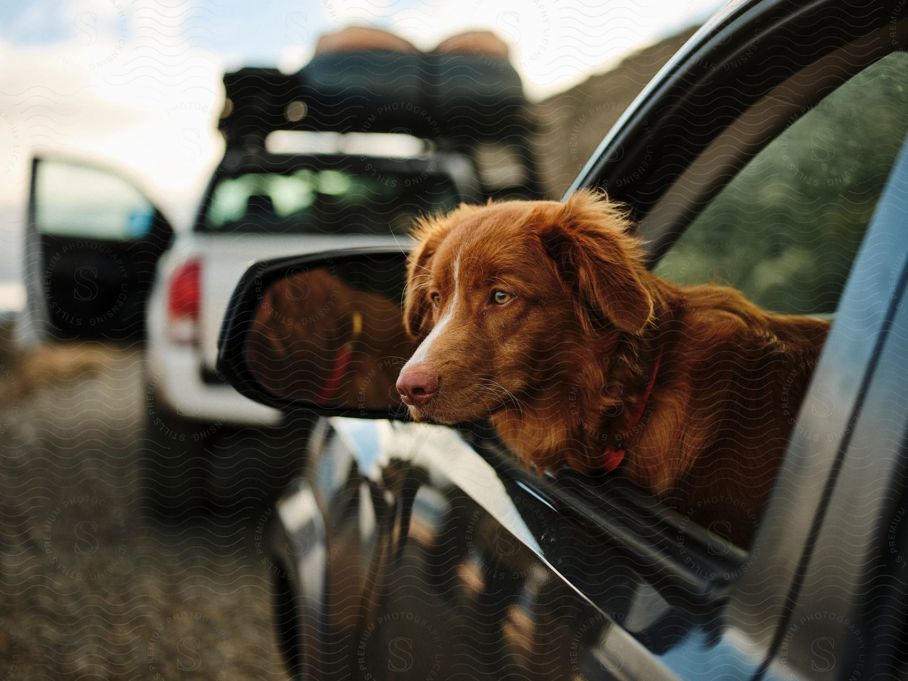 A brown dog with a red collar looks out of a car window at a parked truck