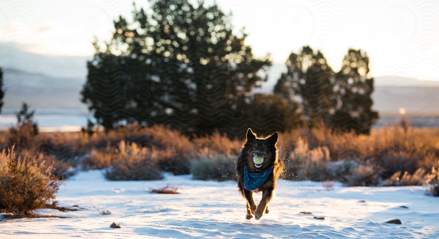 A dog running in the snow with a ball in its mouth